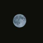 れんか 🙇お詫び🙇 胡蝶蘭