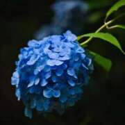 れんか 🌙出勤予定🌙 胡蝶蘭