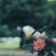 ヒメ日記 2025/12/07 16:56 投稿 れんか 胡蝶蘭