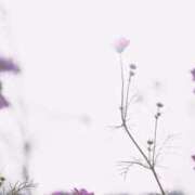 れんか 🌙出勤予定🌙 胡蝶蘭