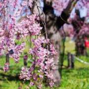 れんか ⭐️退勤⭐️ 胡蝶蘭