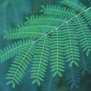 ヒメ日記 2026/02/03 23:31 投稿 れんか 胡蝶蘭