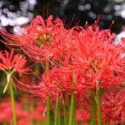 ヒメ日記 2025/09/21 17:57 投稿 伊集院　蘭 30・40・50代☆人妻熟女コレクション