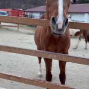 いと★SSS級都内最高峰★ １ヶ月ぶり🥹✨ 渋谷S級素人清楚系デリヘル chloe