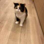 ヒメ日記 2026/03/31 23:33 投稿 いずみ 秋葉原コスプレ学園in仙台