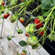 いずみ 🍓 秋葉原コスプレ学園in仙台