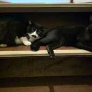 ヒメ日記 2025/06/28 09:29 投稿 かすみ ストロベリーハウス