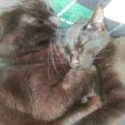 ヒメ日記 2025/07/05 14:27 投稿 かすみ ストロベリーハウス