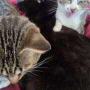 ヒメ日記 2025/08/11 10:09 投稿 かすみ コレクション