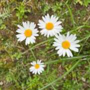 ヒメ日記 2025/11/04 00:21 投稿 茉希-MAKI- luxury aroma 咲