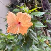 ヒメ日記 2025/10/07 14:38 投稿 花房このは 大人めシンデレラ 新横浜店（シンデレラグループ）