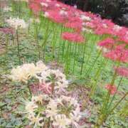 ヒメ日記 2025/10/01 10:54 投稿 綾波るか 癒したくて成田店～日本人アロマ性感～