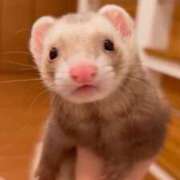 ヒメ日記 2026/01/15 15:42 投稿 NANASE アイドルオーディション