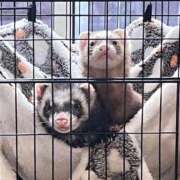 ヒメ日記 2026/01/16 23:12 投稿 NANASE アイドルオーディション