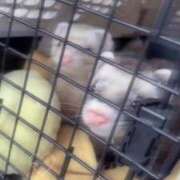 ヒメ日記 2026/02/20 11:32 投稿 NANASE アイドルオーディション