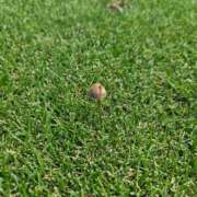 ヒメ日記 2025/08/01 07:00 投稿 華【ハナ】 輝女