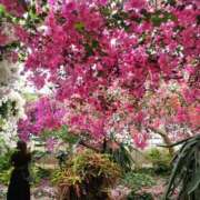 ヒメ日記 2025/09/03 12:01 投稿 華【ハナ】 輝女