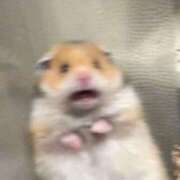 ヒメ日記 2026/02/15 08:02 投稿 もみじ JAPAN CLUB BUNNY LOUNGE