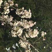 ヒメ日記 2026/03/31 19:05 投稿 はな エロティックマッサージ 新橋