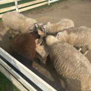 ヒメ日記 2025/09/18 13:07 投稿 まい お姉さんSelect