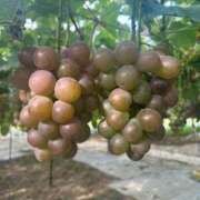 ヒメ日記 2025/09/30 20:36 投稿 まい お姉さんSelect