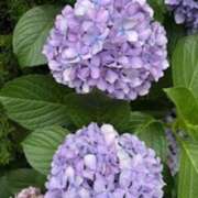 ヒメ日記 2025/06/29 23:28 投稿 中島恵子 五十路マダムエクスプレス横浜店（カサブランカグループ）