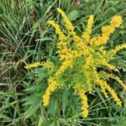 ヒメ日記 2025/07/01 00:26 投稿 中島恵子 五十路マダムエクスプレス横浜店（カサブランカグループ）