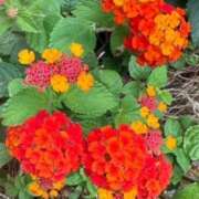 ヒメ日記 2025/07/03 00:38 投稿 中島恵子 五十路マダムエクスプレス横浜店（カサブランカグループ）