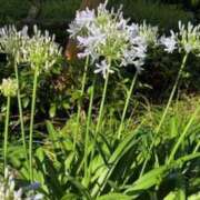 ヒメ日記 2025/07/05 01:16 投稿 中島恵子 五十路マダムエクスプレス横浜店（カサブランカグループ）