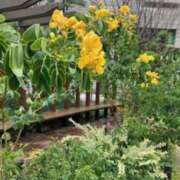 ヒメ日記 2025/07/07 00:26 投稿 中島恵子 五十路マダムエクスプレス横浜店（カサブランカグループ）