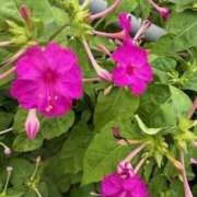 ヒメ日記 2025/07/08 00:06 投稿 中島恵子 五十路マダムエクスプレス横浜店（カサブランカグループ）