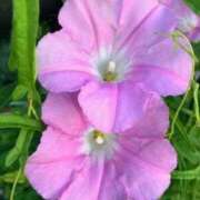 ヒメ日記 2025/07/12 00:28 投稿 中島恵子 五十路マダムエクスプレス横浜店（カサブランカグループ）