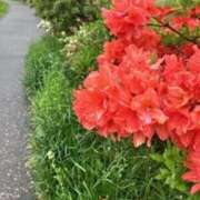 ヒメ日記 2025/07/16 00:14 投稿 中島恵子 五十路マダムエクスプレス横浜店（カサブランカグループ）