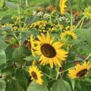 ヒメ日記 2025/07/21 00:40 投稿 中島恵子 五十路マダムエクスプレス横浜店（カサブランカグループ）