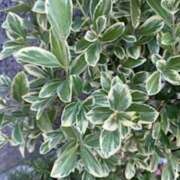 ヒメ日記 2025/07/27 01:18 投稿 中島恵子 五十路マダムエクスプレス横浜店（カサブランカグループ）