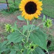 ヒメ日記 2025/07/31 00:38 投稿 中島恵子 五十路マダムエクスプレス横浜店（カサブランカグループ）