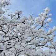 ヒメ日記 2026/02/04 12:34 投稿 中島恵子 五十路マダムエクスプレス横浜店（カサブランカグループ）