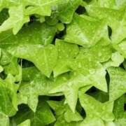 ヒメ日記 2026/03/03 10:24 投稿 中島恵子 五十路マダムエクスプレス横浜店（カサブランカグループ）