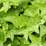 ヒメ日記 2026/03/20 22:44 投稿 中島恵子 五十路マダムエクスプレス横浜店（カサブランカグループ）