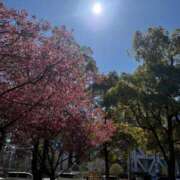 ヒメ日記 2026/04/02 21:42 投稿 中島恵子 五十路マダムエクスプレス横浜店（カサブランカグループ）