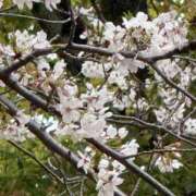 ヒメ日記 2026/04/06 22:06 投稿 中島恵子 五十路マダムエクスプレス横浜店（カサブランカグループ）