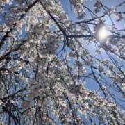 ヒメ日記 2026/04/13 21:20 投稿 中島恵子 五十路マダムエクスプレス横浜店（カサブランカグループ）