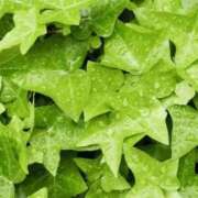 ヒメ日記 2026/04/23 22:34 投稿 中島恵子 五十路マダムエクスプレス横浜店（カサブランカグループ）