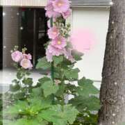 ヒメ日記 2026/05/31 10:36 投稿 中島恵子 五十路マダムエクスプレス横浜店（カサブランカグループ）