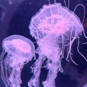 ヒメ日記 2026/01/24 18:30 投稿 しの エピセレクション