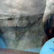 ヒメ日記 2025/11/19 14:21 投稿 のん 電車ごっこ