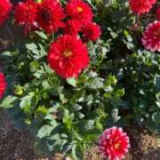 ヒメ日記 2025/10/27 18:44 投稿 花/Hana レジーナ