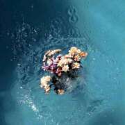 ヒメ日記 2025/12/02 19:24 投稿 花/Hana レジーナ