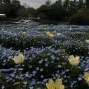 ヒメ日記 2026/04/16 20:34 投稿 花/Hana レジーナ