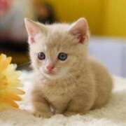 ヒメ日記 2025/11/19 01:53 投稿 上原　かな OLピンクコレクション